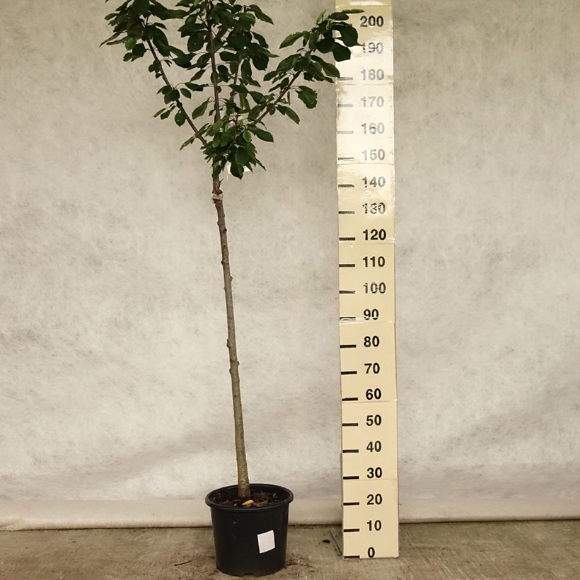 Esemplare di Ciliegio Burlat Vaso da 7,5L/10L, Vaso impalcato medio consegnato in estate