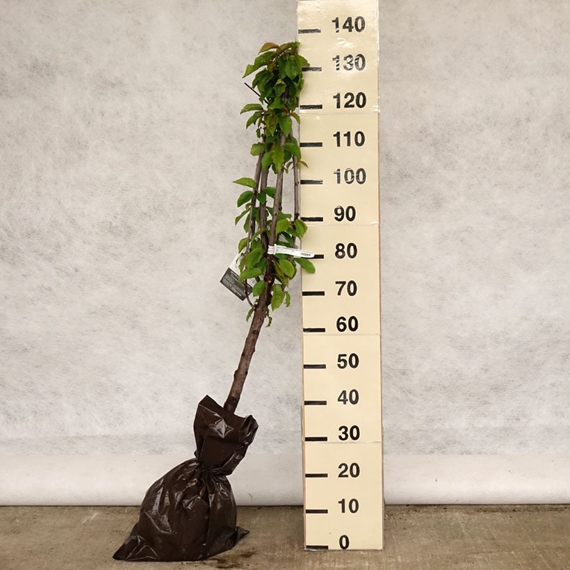 Ciliegio Délice de Malicorne ‘Agoudel’ Zolla 'Pronta da piantare', Vasetto esemplare consegnato in primavera