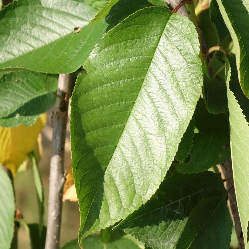 Ciliegio Délice de Malicorne ‘Agoudel’ (Fogliame)