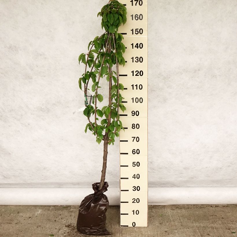 Example of Ciliegio Bigarreau hâtif Delbard 'Rivedel' Zolla 'Pronta da piantare', Vasetto as you get in printemps