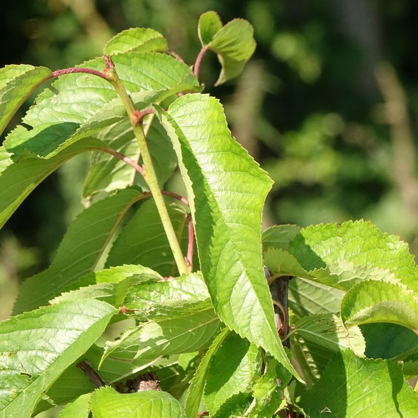 Ciliegio Bigarreau hâtif Delbard 'Rivedel' (Foliage)