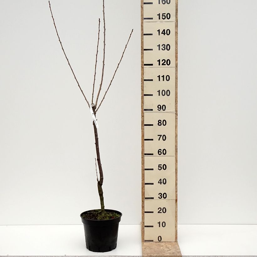Cerisier Bigarreau Hedelfingen Pot de 7,5L/10L, Gobelet esemplare consegnato in inverno