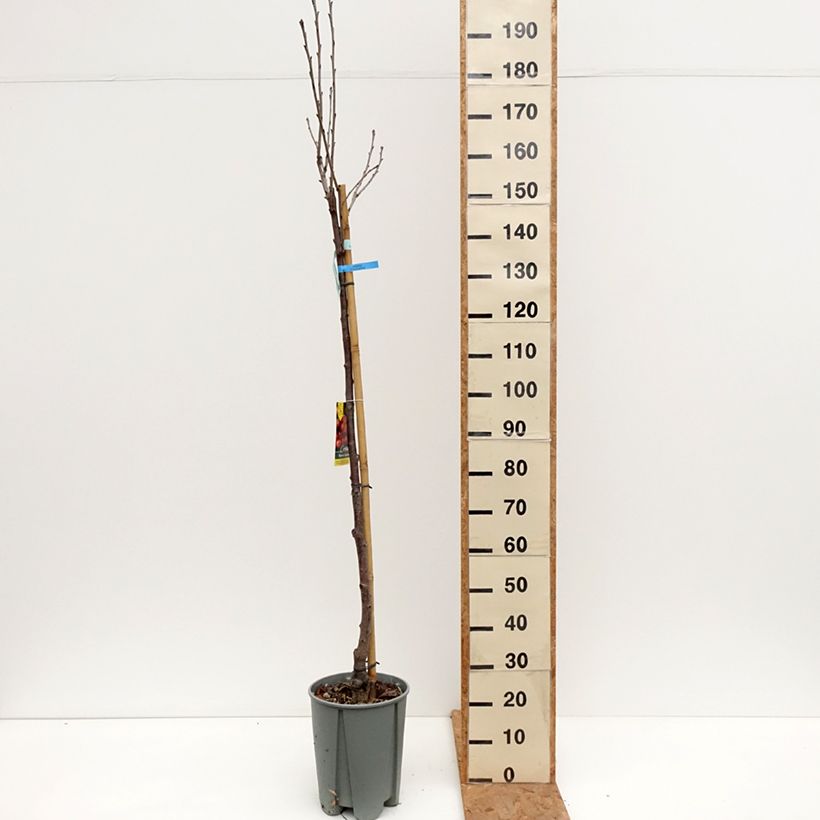 Esemplare di Ciliegio Bigarreau Napoléon Vaso da 7,5L/10L, Vaso impalcato medio come consegnato in autunno