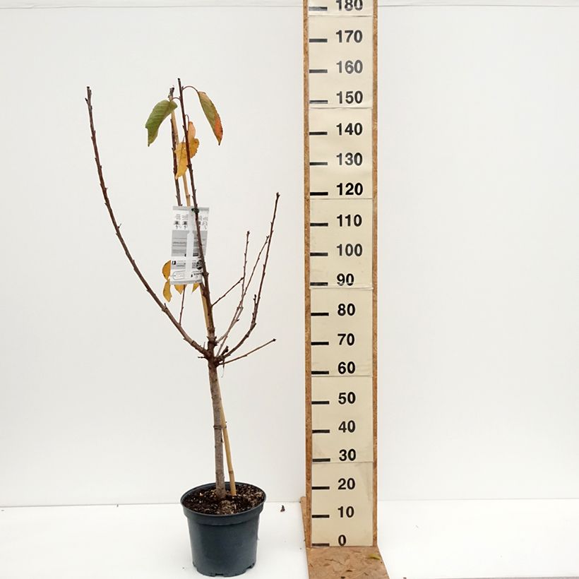 Esemplare di Ciliegio Bigarreau Napoléon Vaso da 7,5L/10L, Vasetto come consegnato in autunno