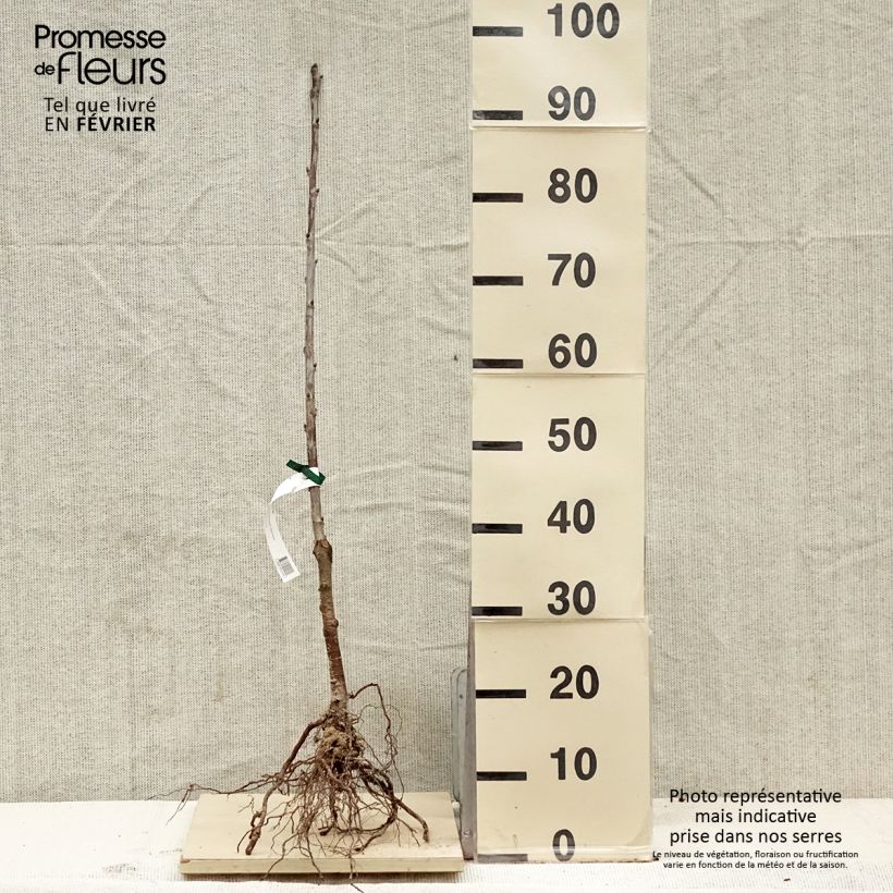 Ciliegio Bigarreau Nero di Meched Biologico a Radici Nude esemplare consegnato in inverno