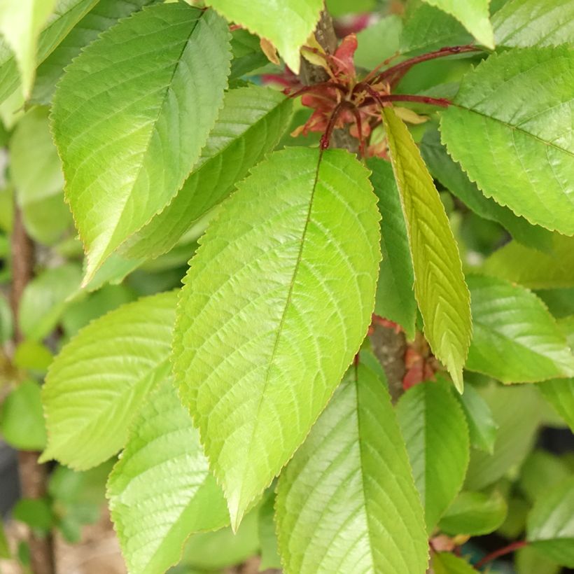 Ciliegio Bigarreau Reverchon (Fogliame)