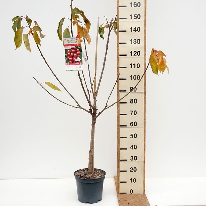 Esemplare di Ciliegio Bigarreau Summit Vaso da 7,5L/10L, Vasetto come consegnato in autunno
