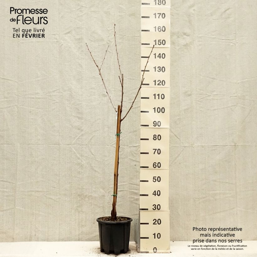 Ciliegio Bigarreau Sweetheart Vaso da 7,5L/10L, Vasetto esemplare consegnato in inverno