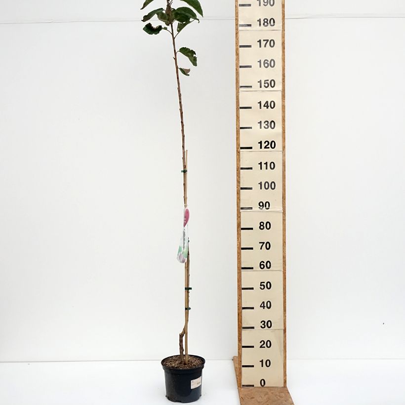 Esemplare di Ciliegio colonnare Sylvia Vaso da 4L/5L, Colonnare come consegnato in autunno