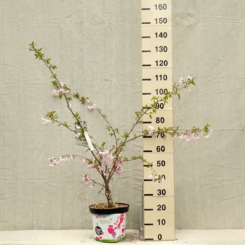 Prunus Accolade - Ciliegio da fiore Vaso da 7,5L/10L esemplare consegnato in primavera