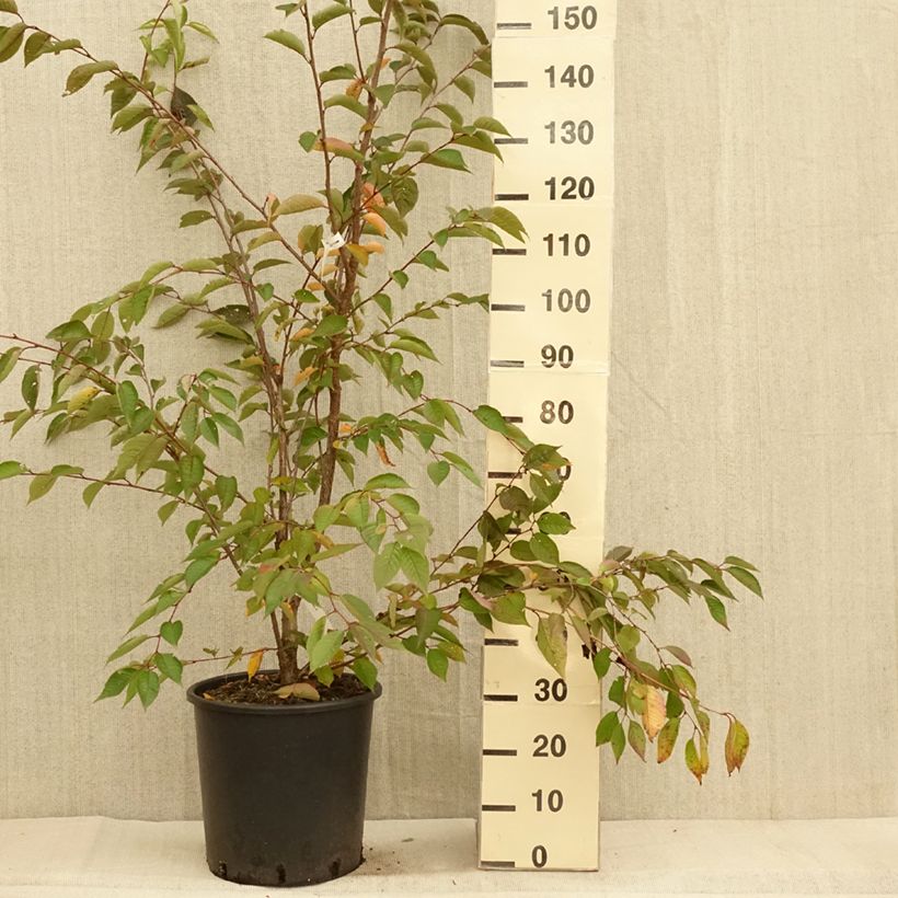 Esemplare di Prunus Accolade - Ciliegio da fiore Vaso da 18L/20L, Vaso impalcato medio come consegnato in autunno