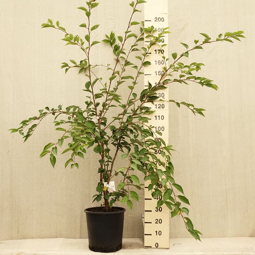 Esemplare di Prunus Accolade - Ciliegio da fiore Vaso da 18L/20L, Vaso impalcato medio consegnato in estate