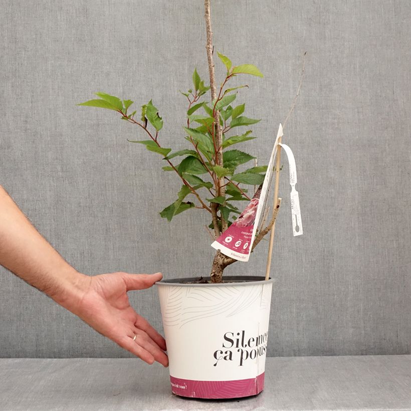 Esemplare di Prunus Accolade - Ciliegio da fiore Vaso da 4L/5L consegnato in estate