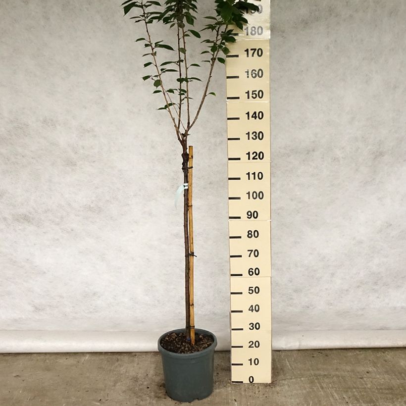 Prunus serrulata Kanzan - Ciliegio da fiore Vaso da 7,5L/10L esemplare consegnato in primavera