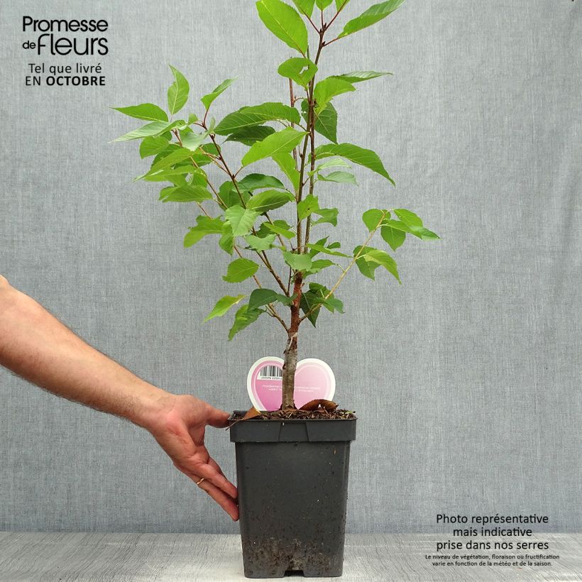 Esemplare di Prunus serrulata Kanzan - Ciliegio da fiore Vaso da 4L/5L, A cespuglio come consegnato in autunno