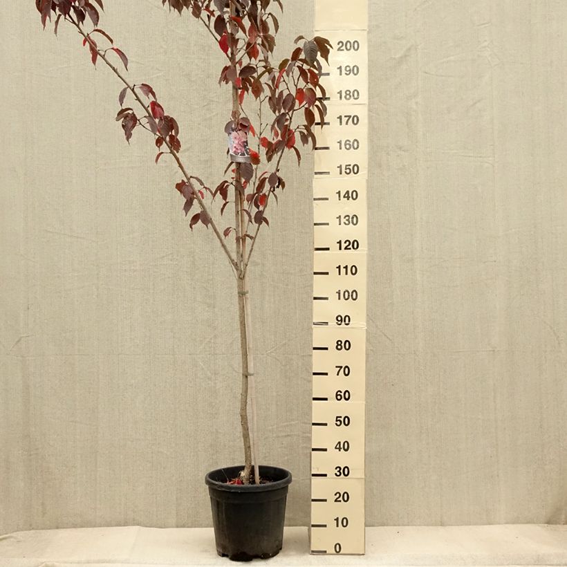 Esemplare di Prunus serrulata Royal Burgundy - Ciliegio da fiore Vaso da 12L/15L come consegnato in autunno