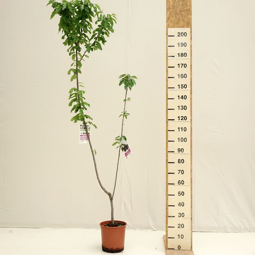 Example of Cerisier Duo Bigarreau Burlat et Napoléon Vaso da 7,5L/10L as you get in printemps