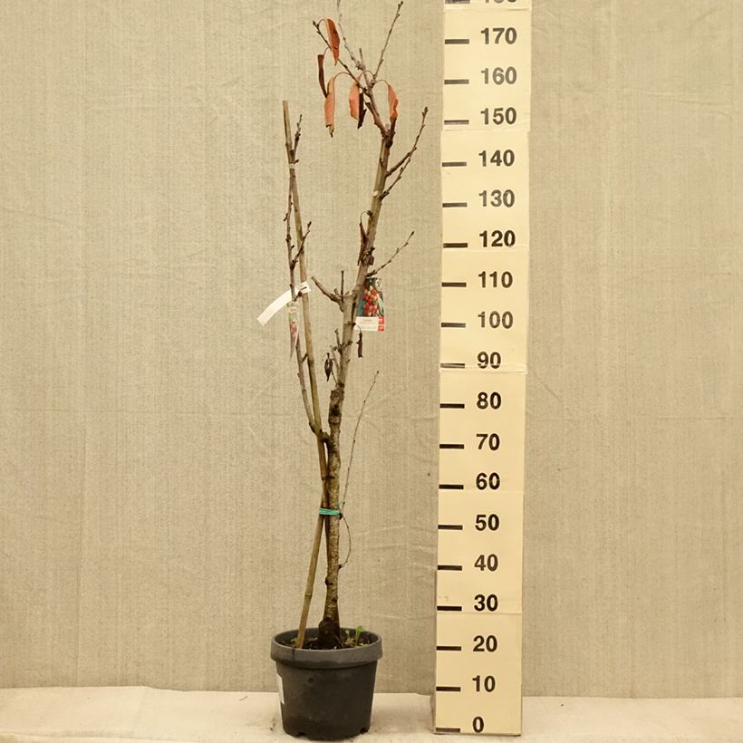 Esemplare di Ciliegio Bigarreau Hedelfingen Vaso da 7,5L/10L come consegnato in autunno