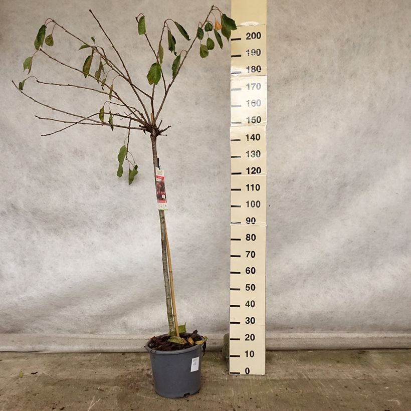 Esemplare di Ciliegio Early Rivers Vaso da 7,5L/10L, Vaso impalcato medio come consegnato in autunno