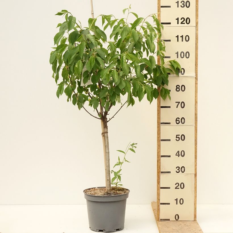 Amareno Montmorency Vaso da 7,5L/10L, Vasetto esemplare consegnato in primavera