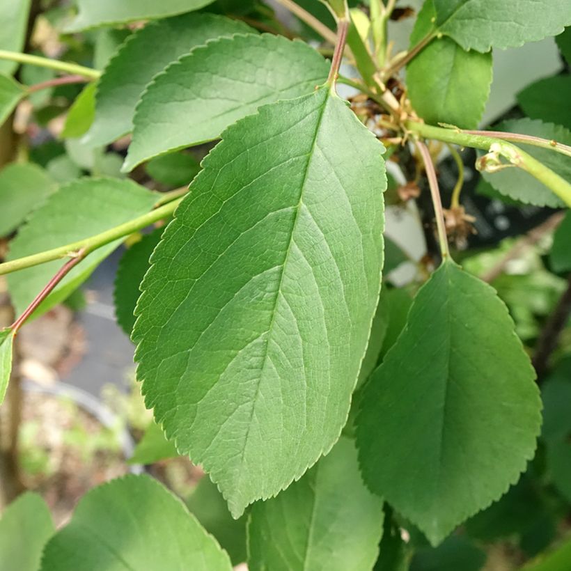 Amareno Montmorency (Fogliame)