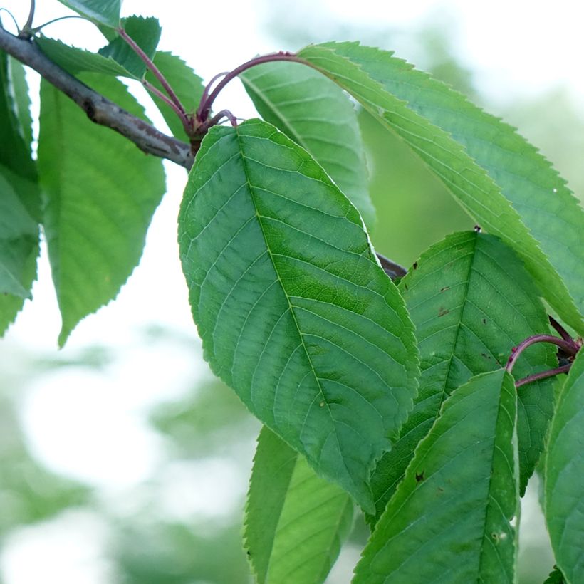 Ciliegio Kordia (Fogliame)