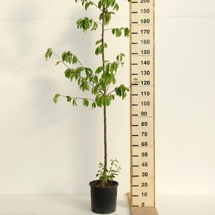 Ciliegio Kordia Vaso da 20L/25L, Vaso impalcato medio esemplare consegnato in primavera