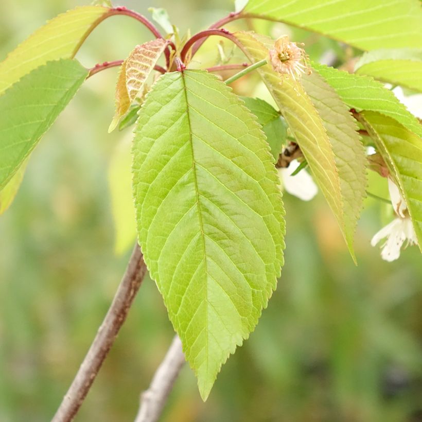 Ciliegio Kunzego (Kunzes Kirche) (Fogliame)