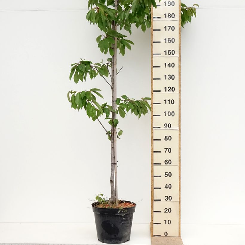 Ciliegio Kunzego (Kunzes Kirche) Vaso da 20L/25L, Vaso impalcato medio esemplare consegnato in primavera