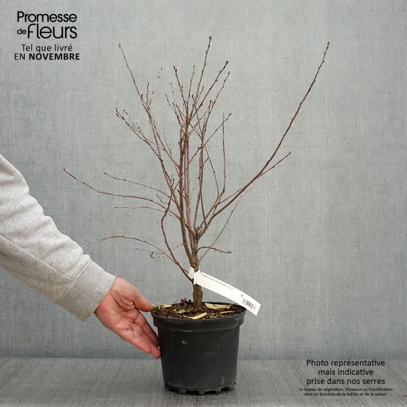 Esemplare di Cerisier nain Carmine Jewel - Griottier Pot de 2L/3L come consegnato in autunno