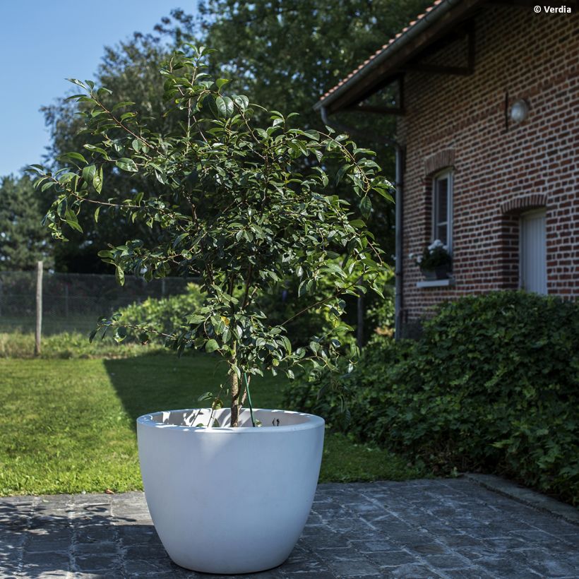 Amareno Fruitality Cherry Baby (Porto)