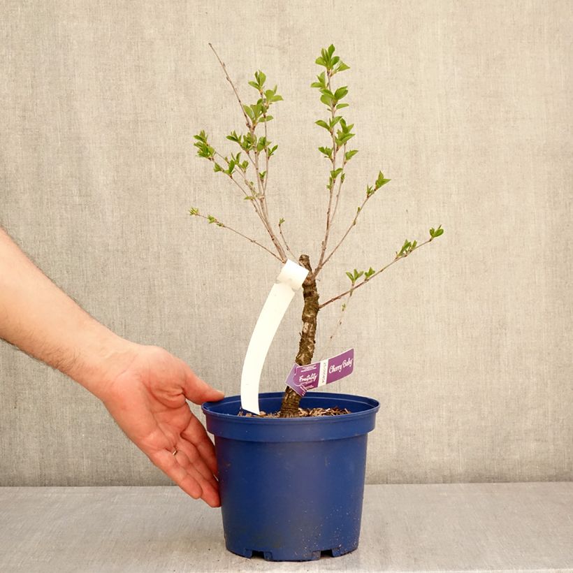 Amareno Fruitality Cherry Baby Vaso da 2L/3L, Multifusto esemplare consegnato in primavera