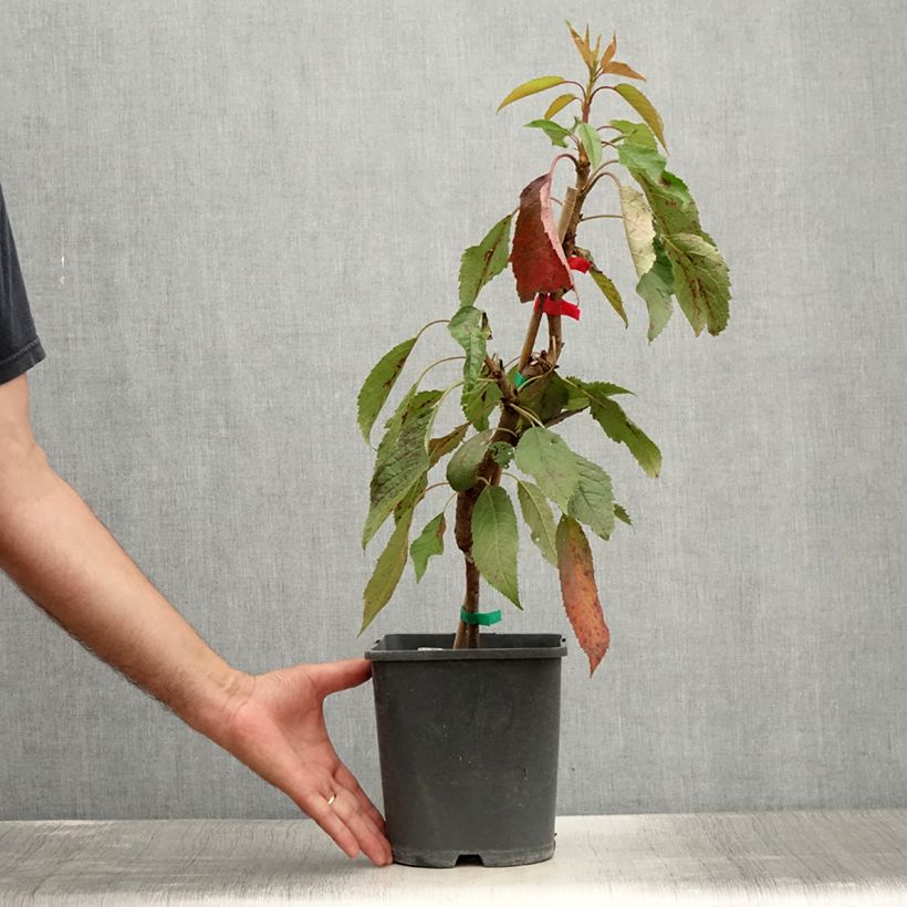 Esemplare di Amareno Fruit Me Cherry Me Lapins Vaso da 4L/5L, Nano consegnato in estate