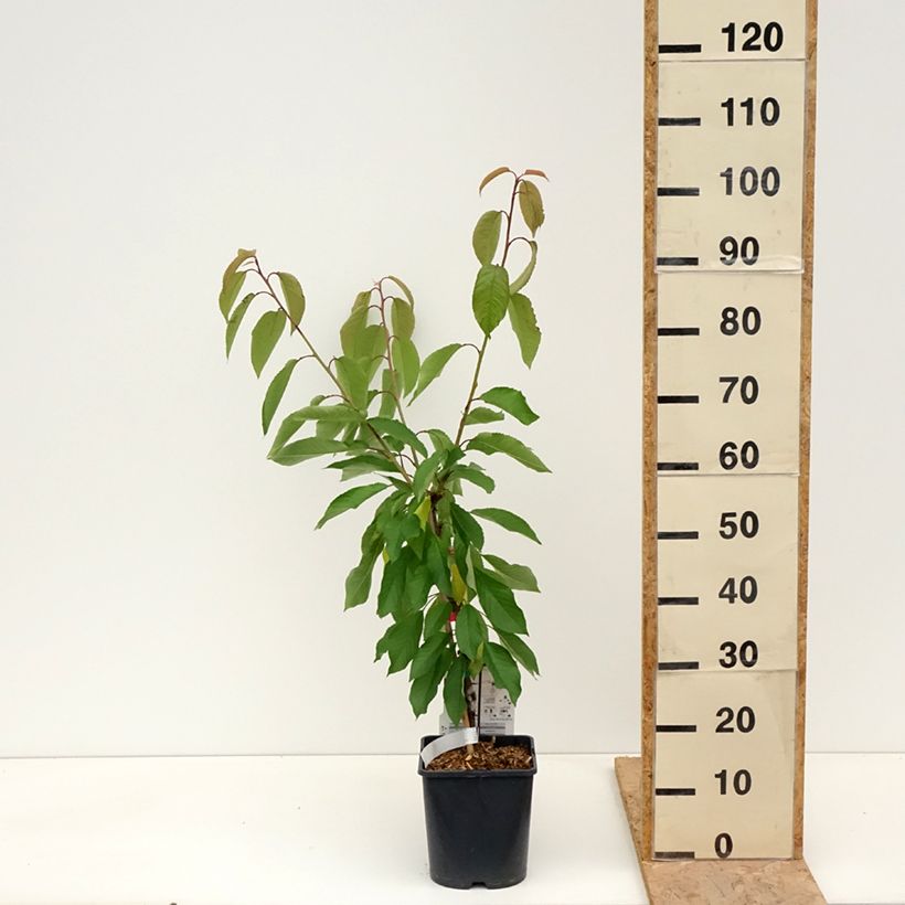 Amareno Fruit Me Cherry Me Lapins Vaso da 4L/5L, Nano esemplare consegnato in primavera