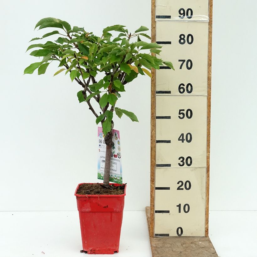 Esemplare di Ciliegio Garden Bing Vaso da 6L/7L, Vaso impalcato basso consegnato in estate