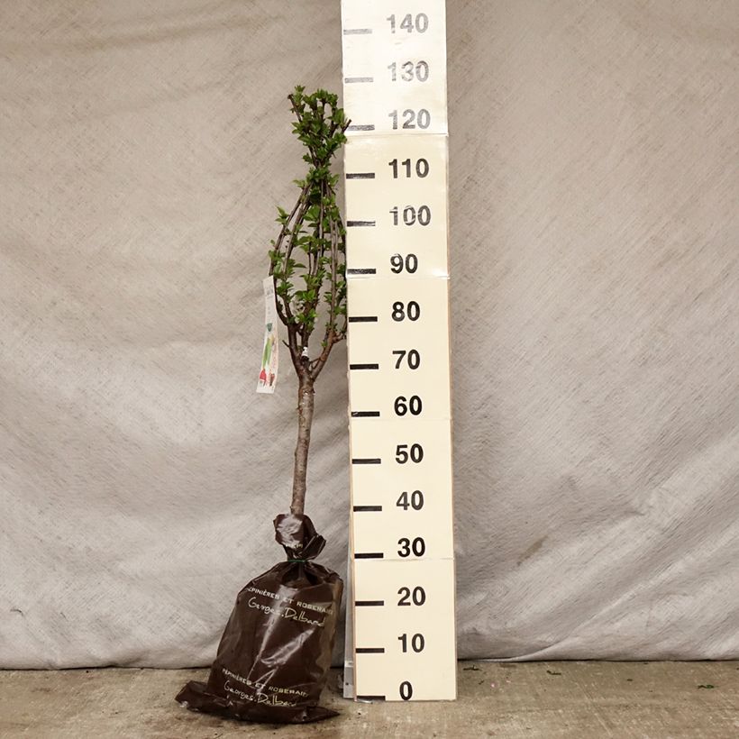 Amareno Maynard Zolla 'Pronta da piantare', Vaso impalcato basso esemplare consegnato in primavera