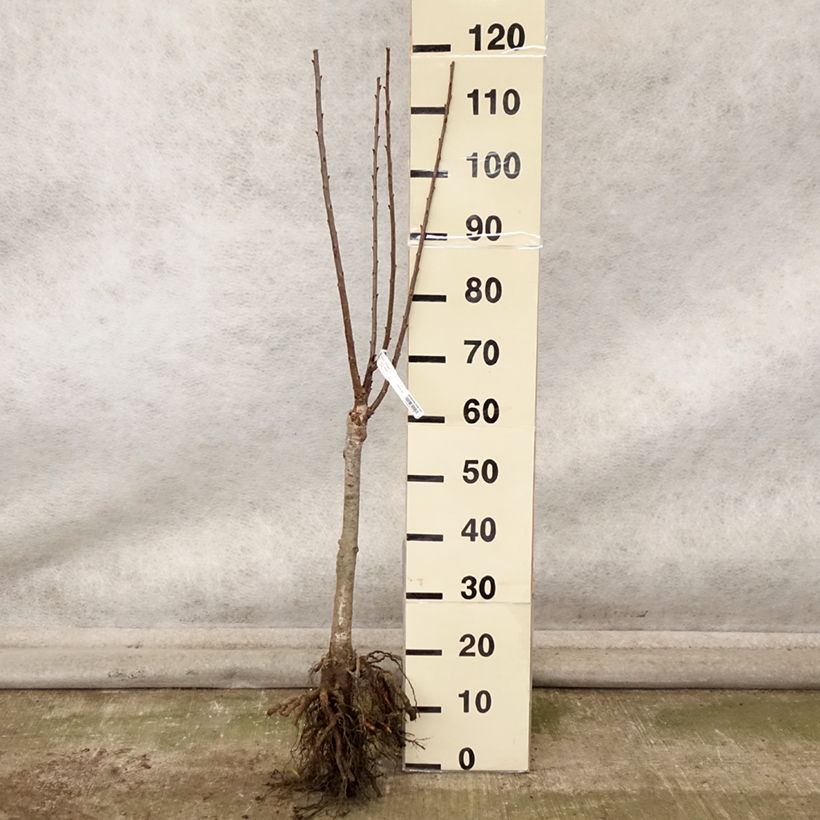 Esemplare di Cerisier nain Maynard - Prunus cerasus Grandes Racines nues, 1/4 de tige come consegnato in autunno