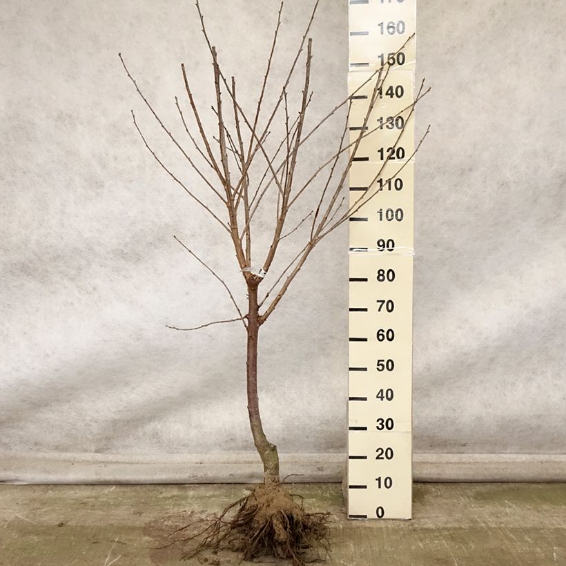 Esemplare di Cerisier Allegria Delbard - Prunus cerasus  Grandes Racines nues, Gobelet come consegnato in autunno