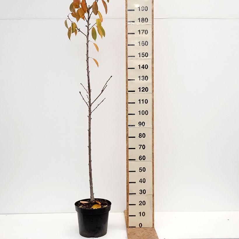 Esemplare di Ciliegio Regina Vaso da 20L/25L, Vaso impalcato medio come consegnato in autunno