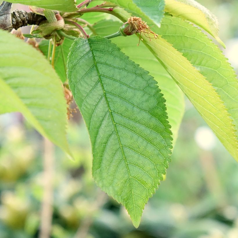 Ciliegio Staccato (Fogliame)