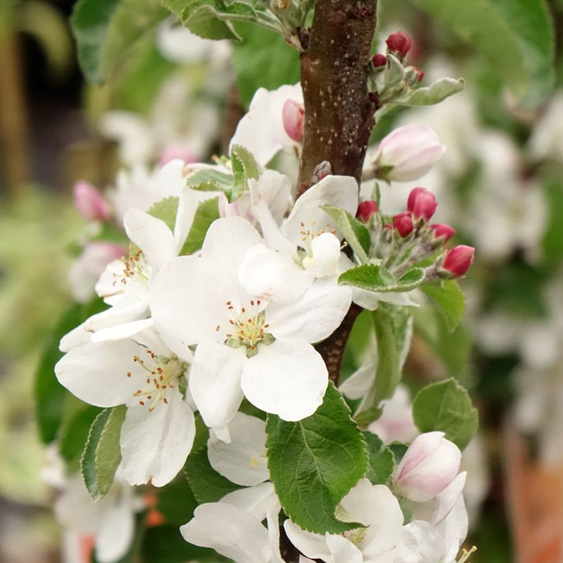 Ciliegio Staccato (Fioritura)