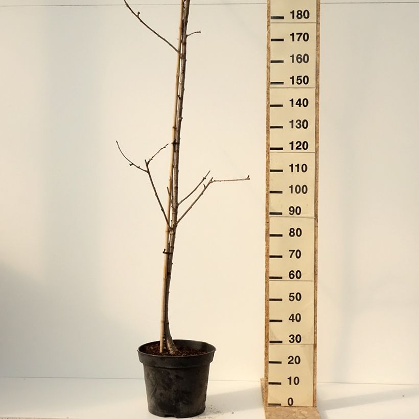 Cerisier Staccato - Prunus avium Pot de 20L/25L, Demi-Tige esemplare consegnato in inverno