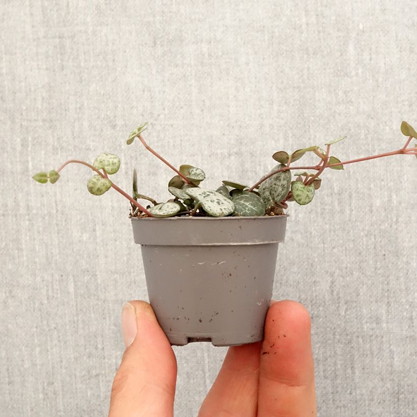 Ceropegia woodii - Collana di cuori mini-pianta esemplare consegnato in primavera