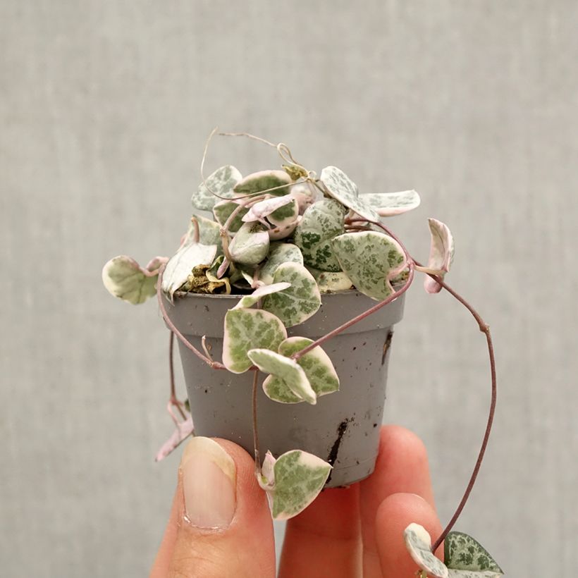 Esemplare di Ceropegia woodii Variegata - Collana di cuori mini-pianta come consegnato in autunno