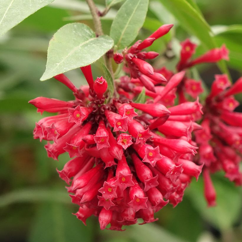 Cestrum elegans Rubrum (Fioritura)