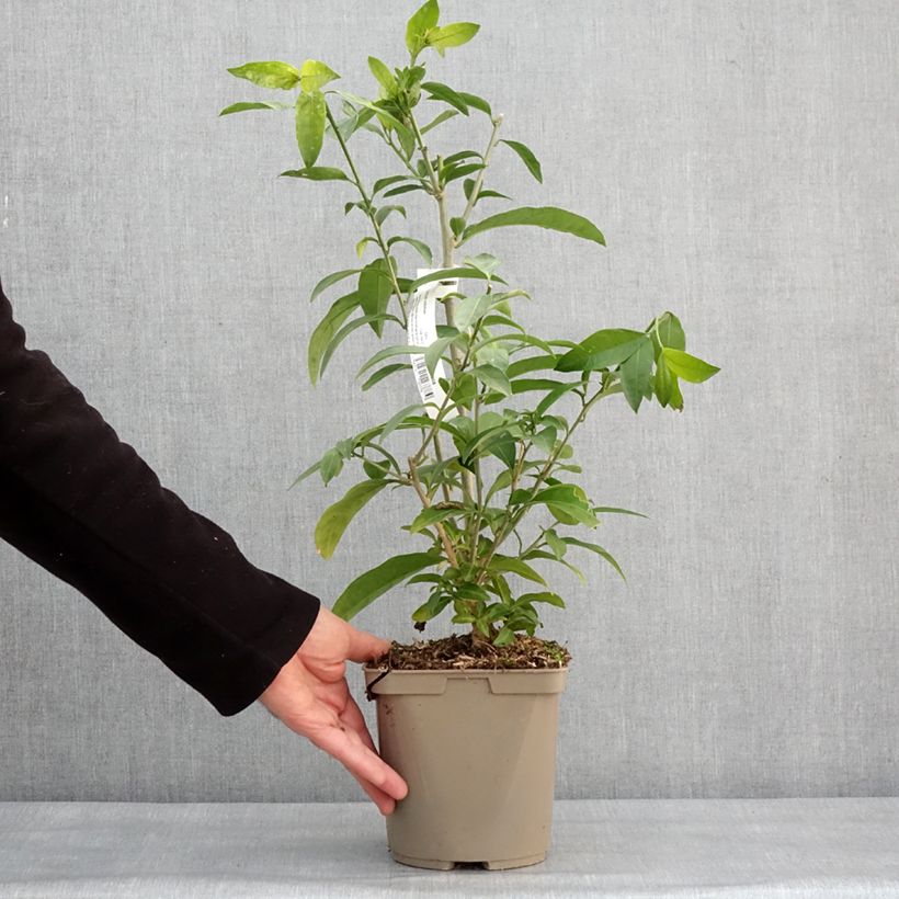 Cestrum nocturnum - Gelsomino notturno Vaso da 3L/4L esemplare consegnato in inverno