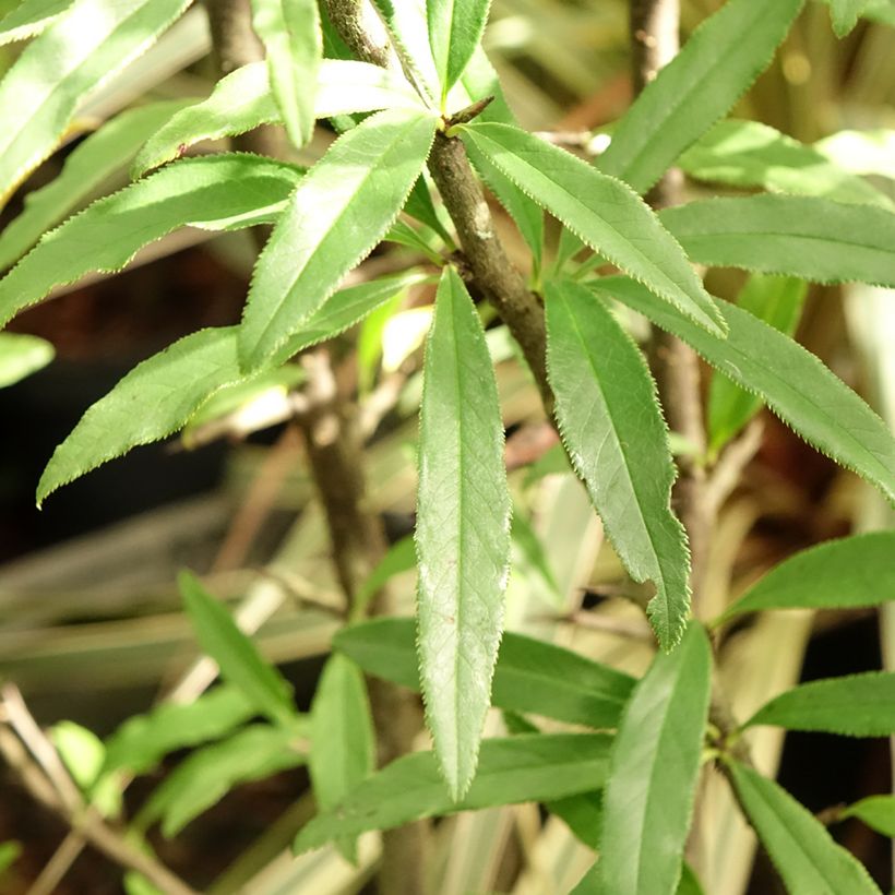 Chaenomeles cathayensis (Foliage)