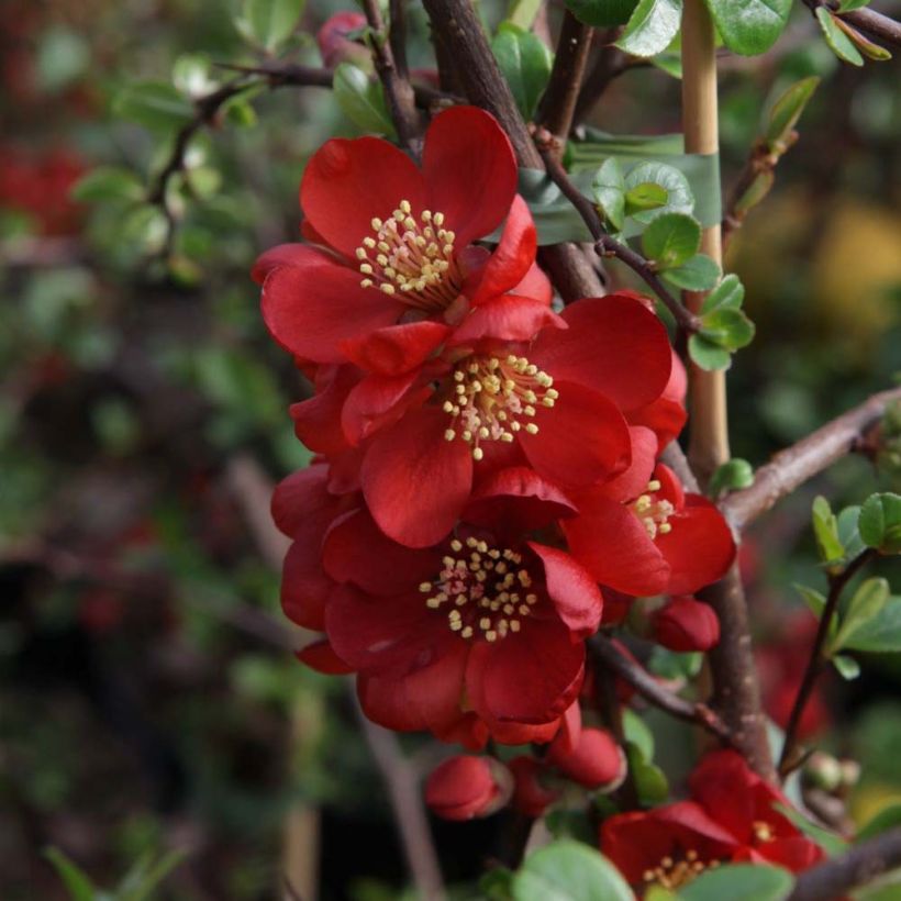 Chaenomeles superba Elly Mossel - Fior di Pesco (Flowering)