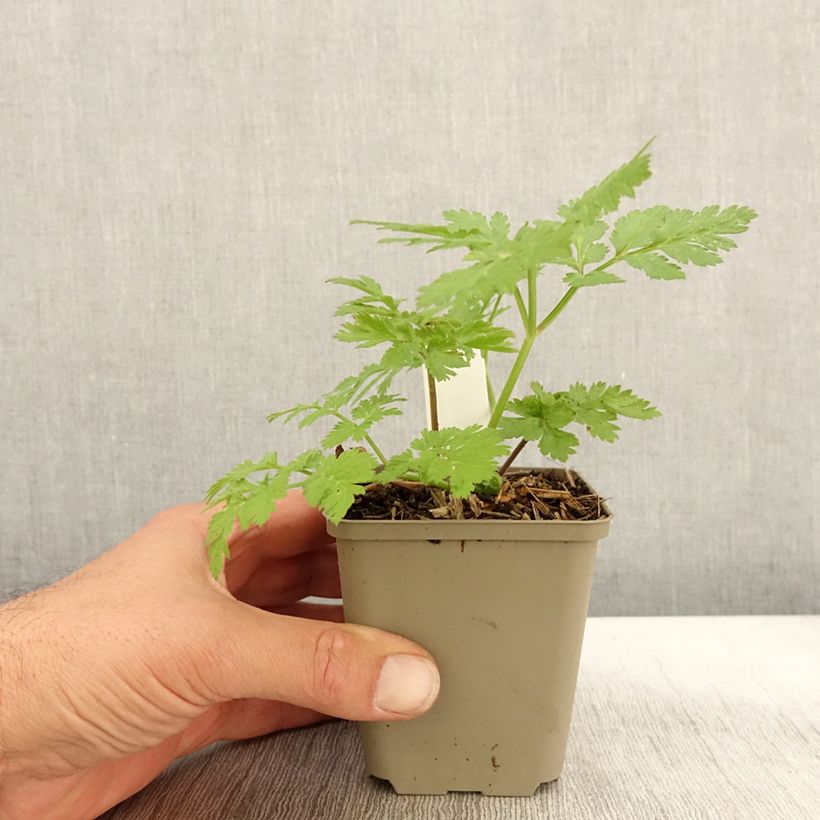 Esemplare di Chaerophyllum hirsutum Roseum - Cerfeuil hirsute Godet de 8/9 cm come consegnato in autunno