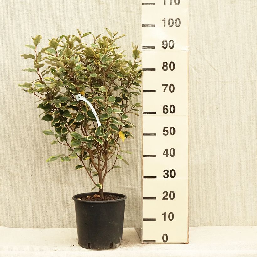 Example of Elaeagnus ebbingei Viveleg - Eleagno Vaso da 7,5L/10L as you get in printemps